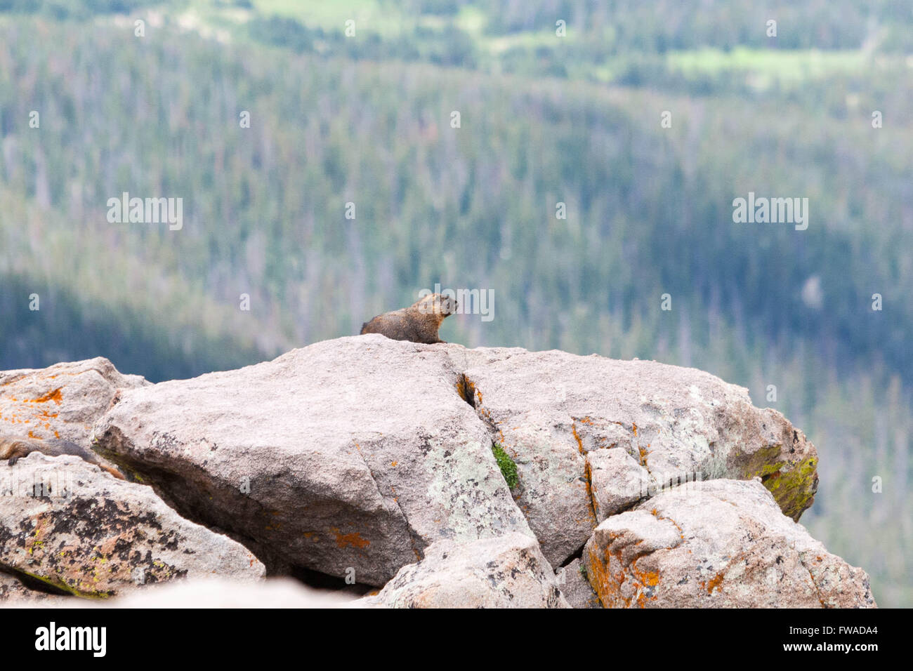 Yellow-bellied Marmot sunbathing on rock overlooking Forest Canyon Stock Photo