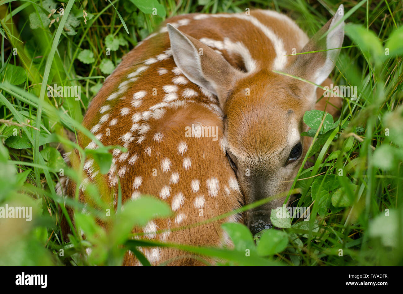 Whitetail Deer Fawn Hiding in Clover, Blue Ridge Mountains, North
