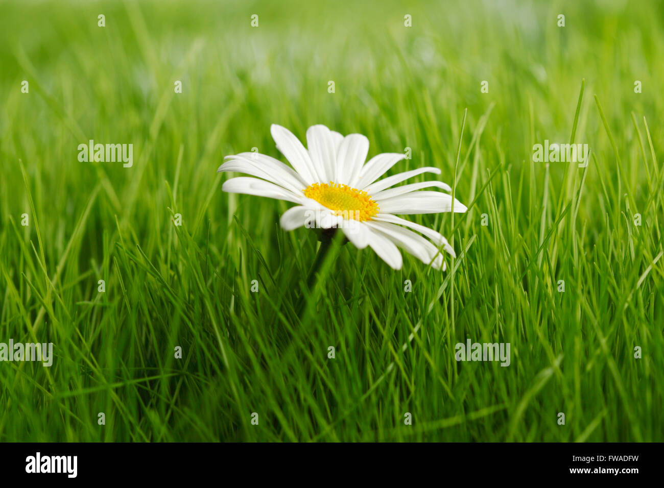 Chamomile flowers in fresh spring green grass close-up Stock Photo - Alamy