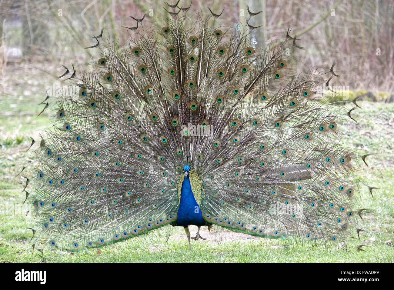 Indian Peafowl,Pavo cristatus. Stock Photo