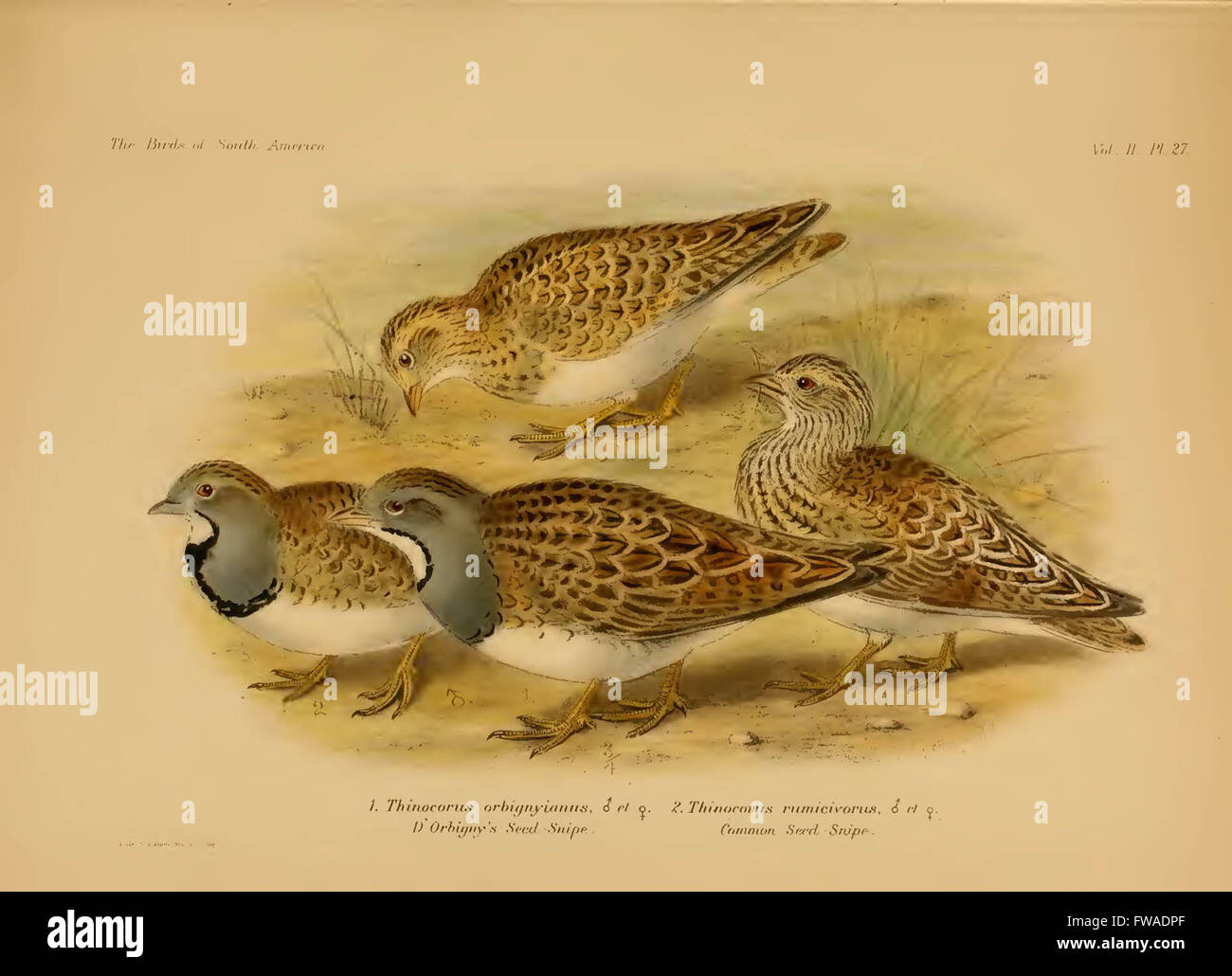 The birds of South America Stock Photo - Alamy