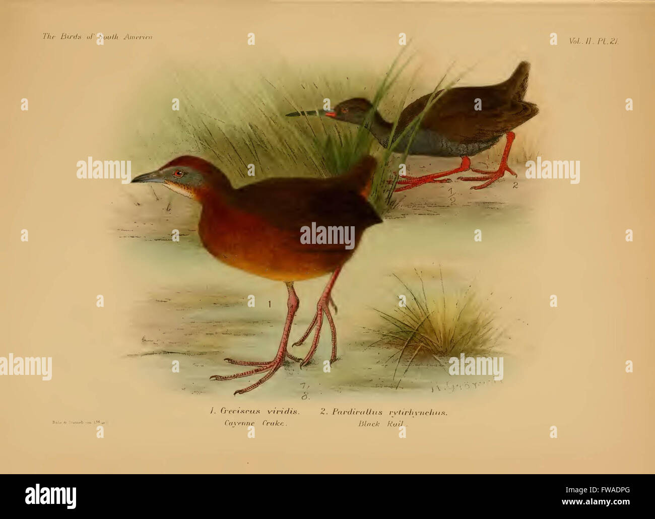 The birds of South America Stock Photo - Alamy