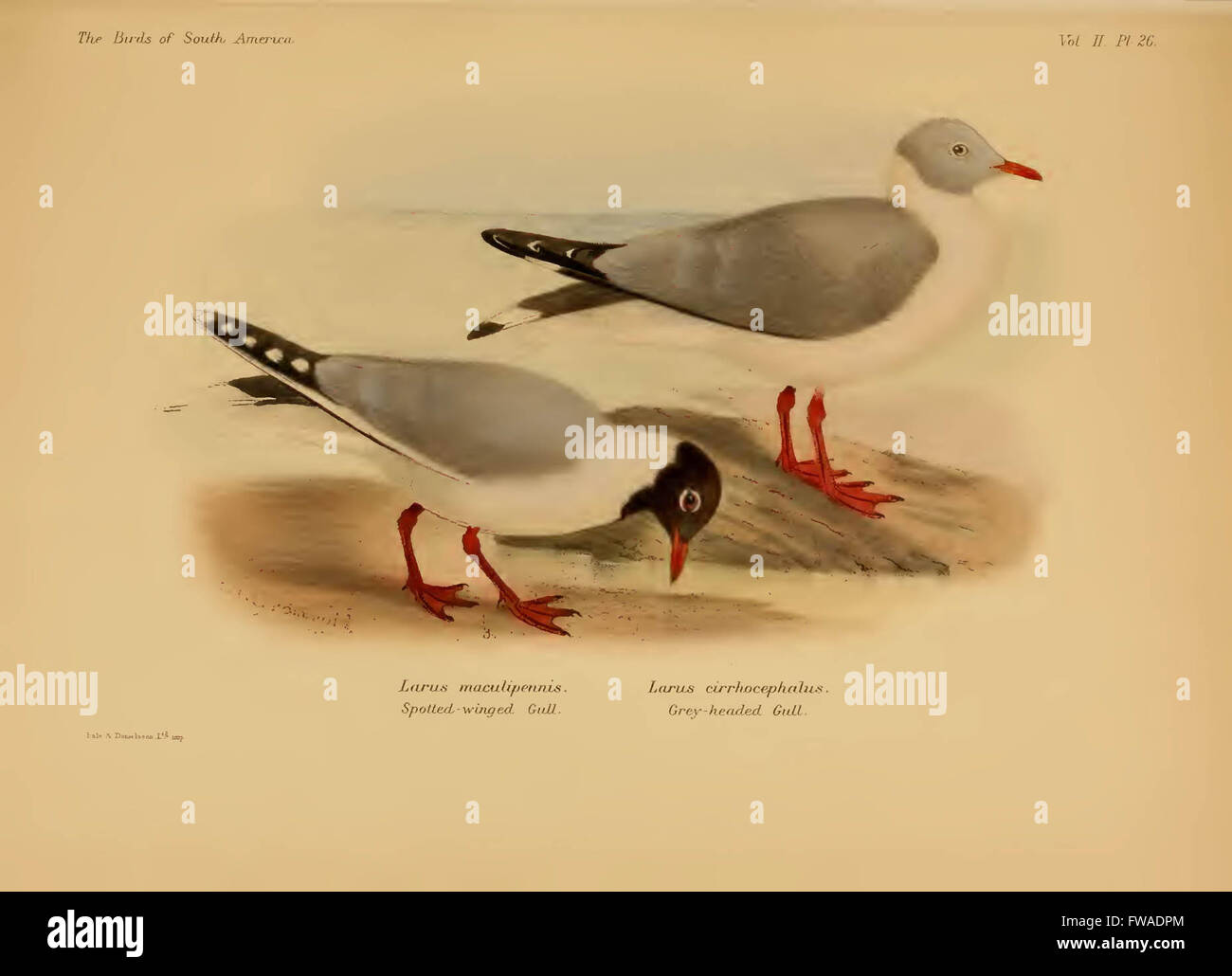 The birds of South America Stock Photo - Alamy