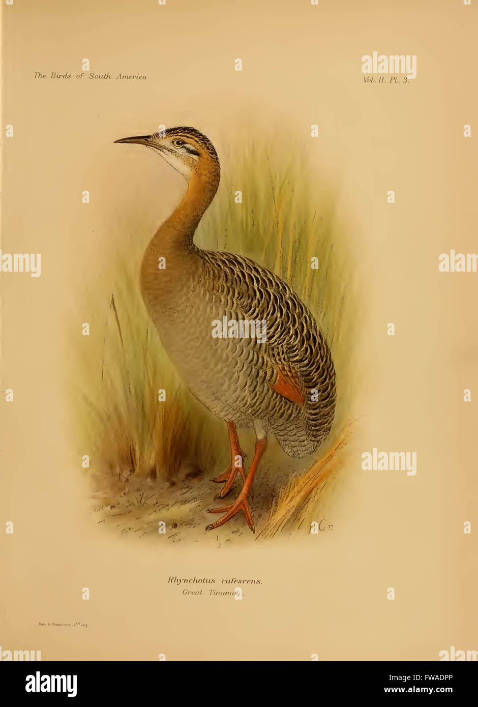 The birds of South America Stock Photo - Alamy