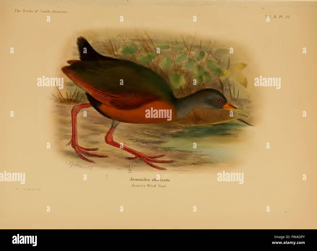 The birds of South America Stock Photo - Alamy