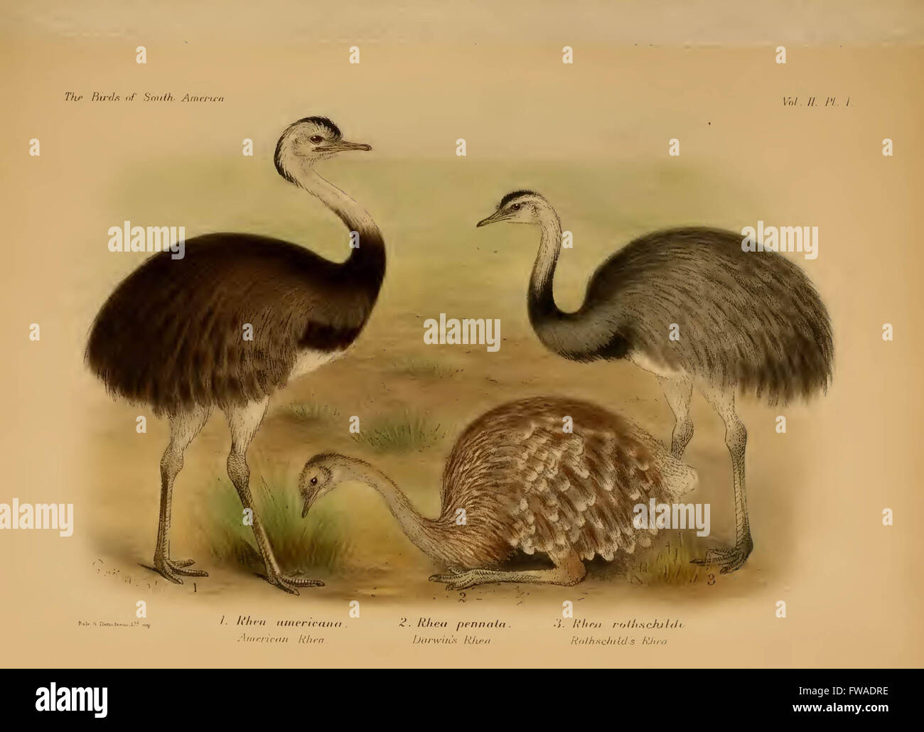 The birds of South America Stock Photo - Alamy