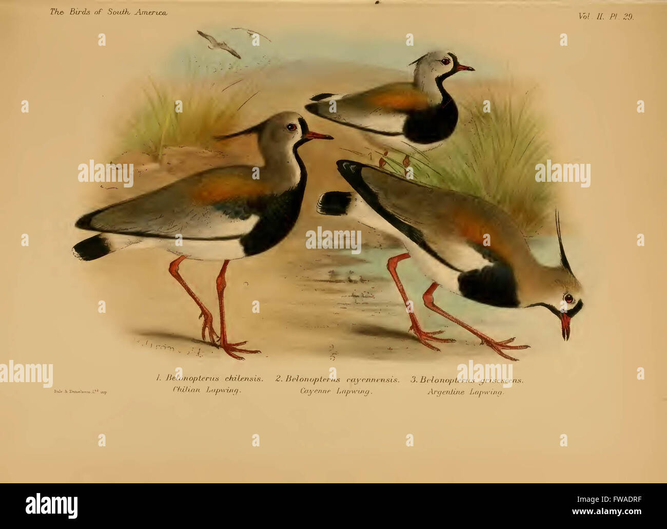 The birds of South America Stock Photo - Alamy