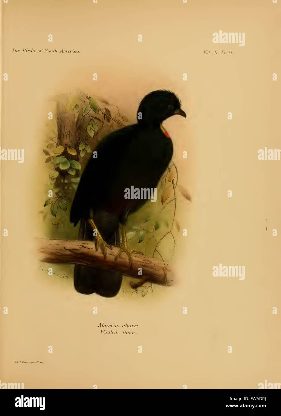 The birds of South America Stock Photo - Alamy