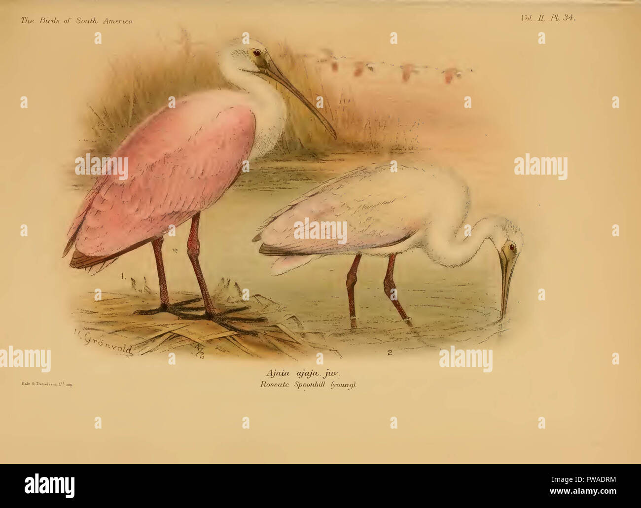 The birds of South America Stock Photo - Alamy