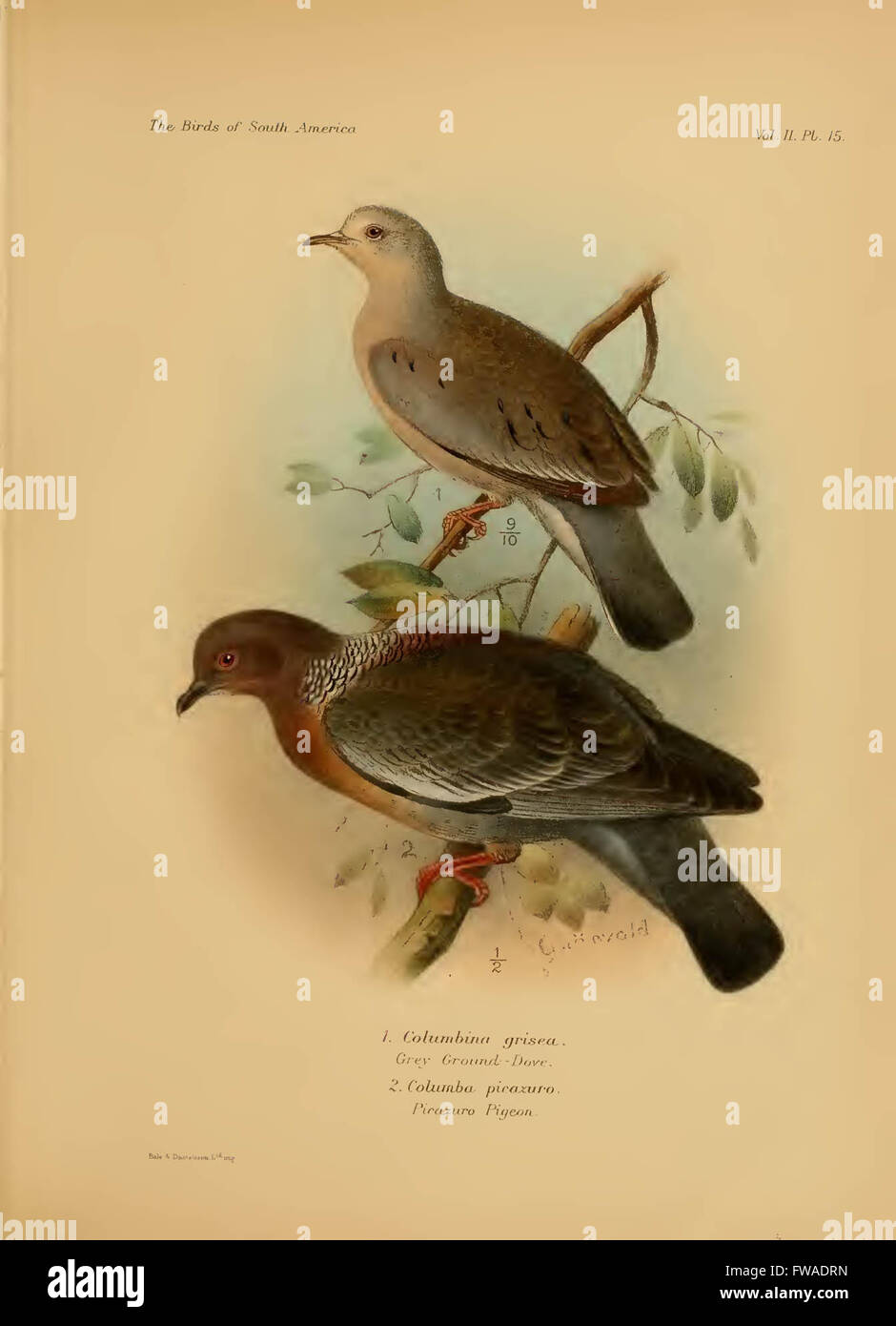 The birds of South America Stock Photo - Alamy