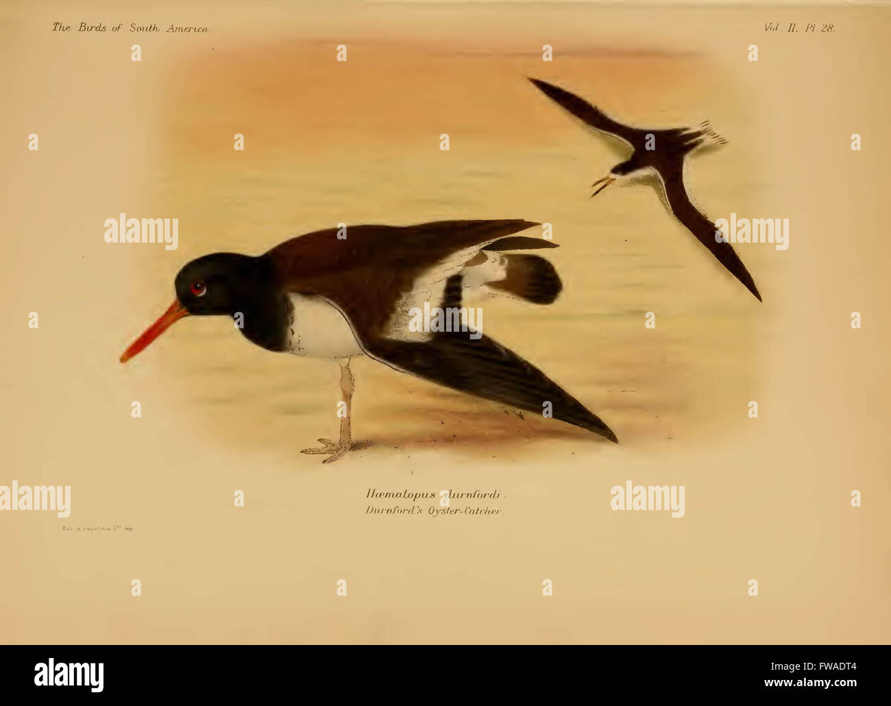 The birds of South America Stock Photo - Alamy