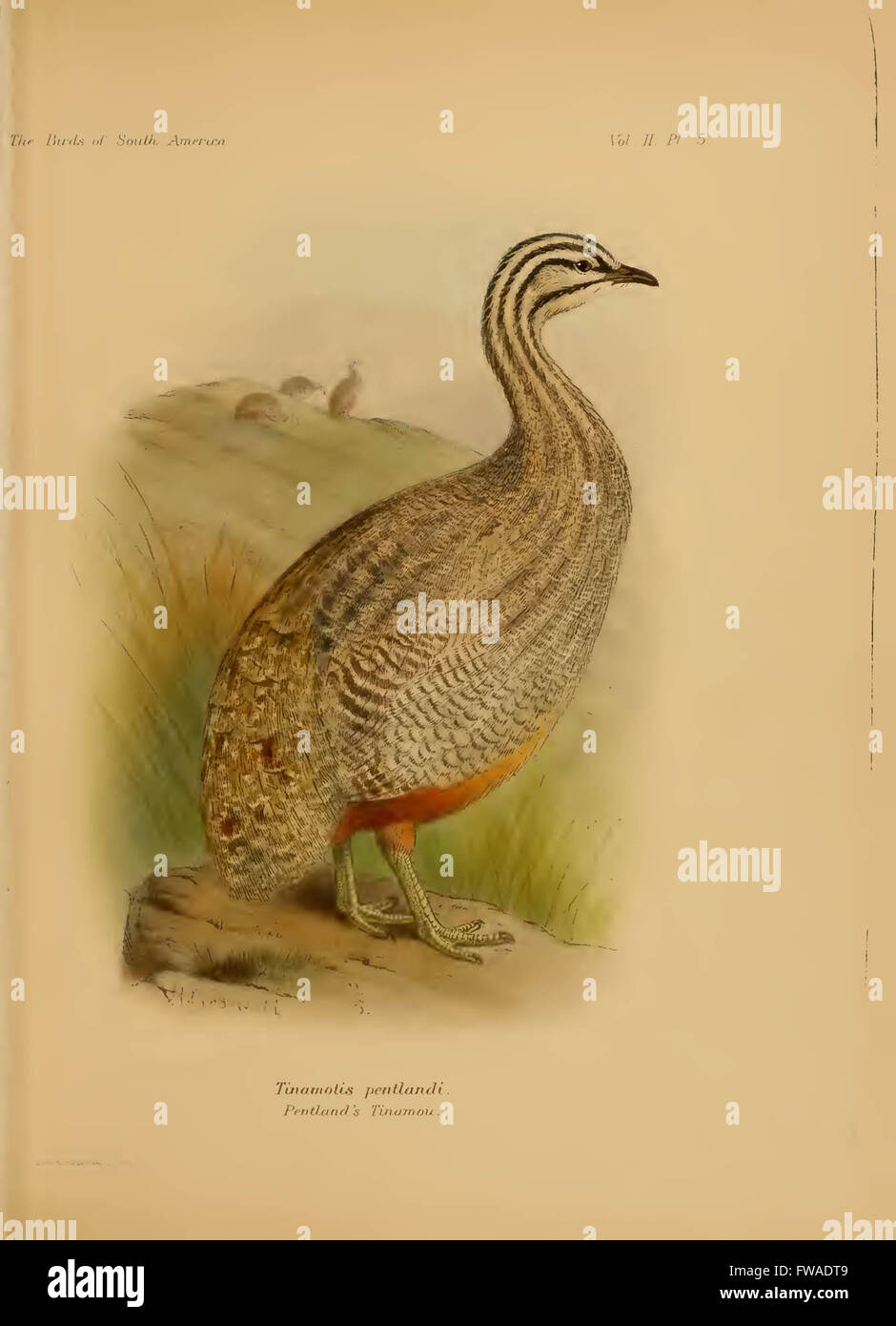 The birds of South America Stock Photo - Alamy
