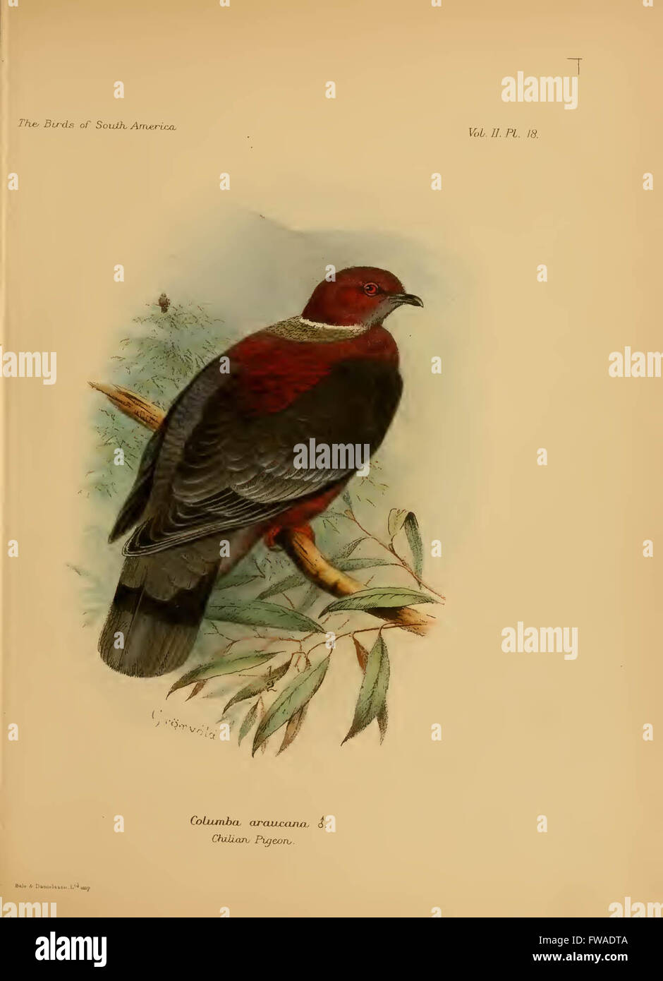 The birds of South America Stock Photo - Alamy
