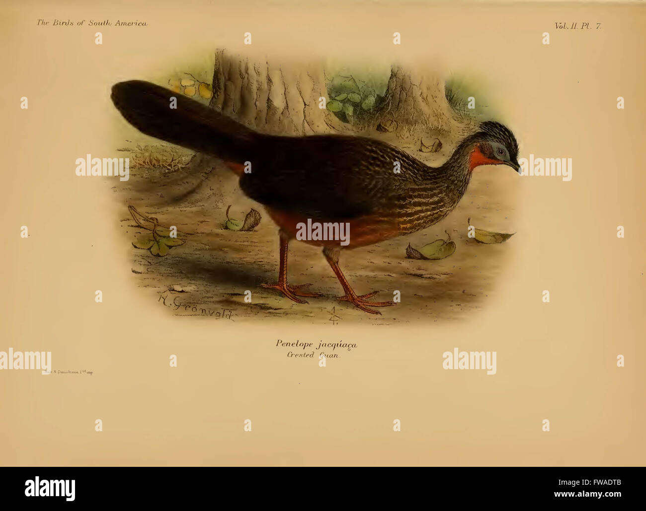 The birds of South America Stock Photo - Alamy