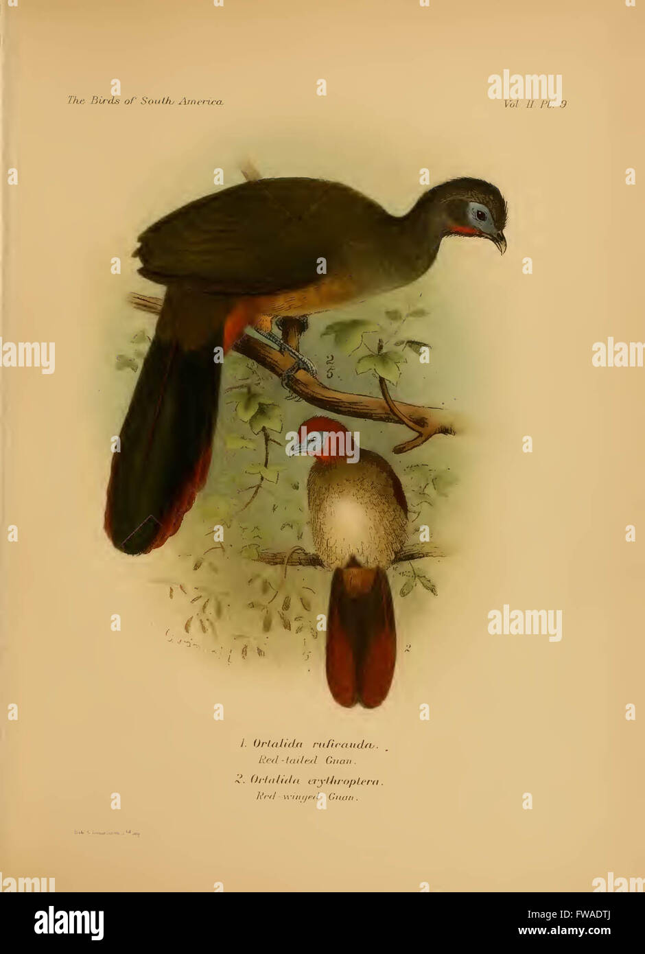 The birds of South America Stock Photo - Alamy