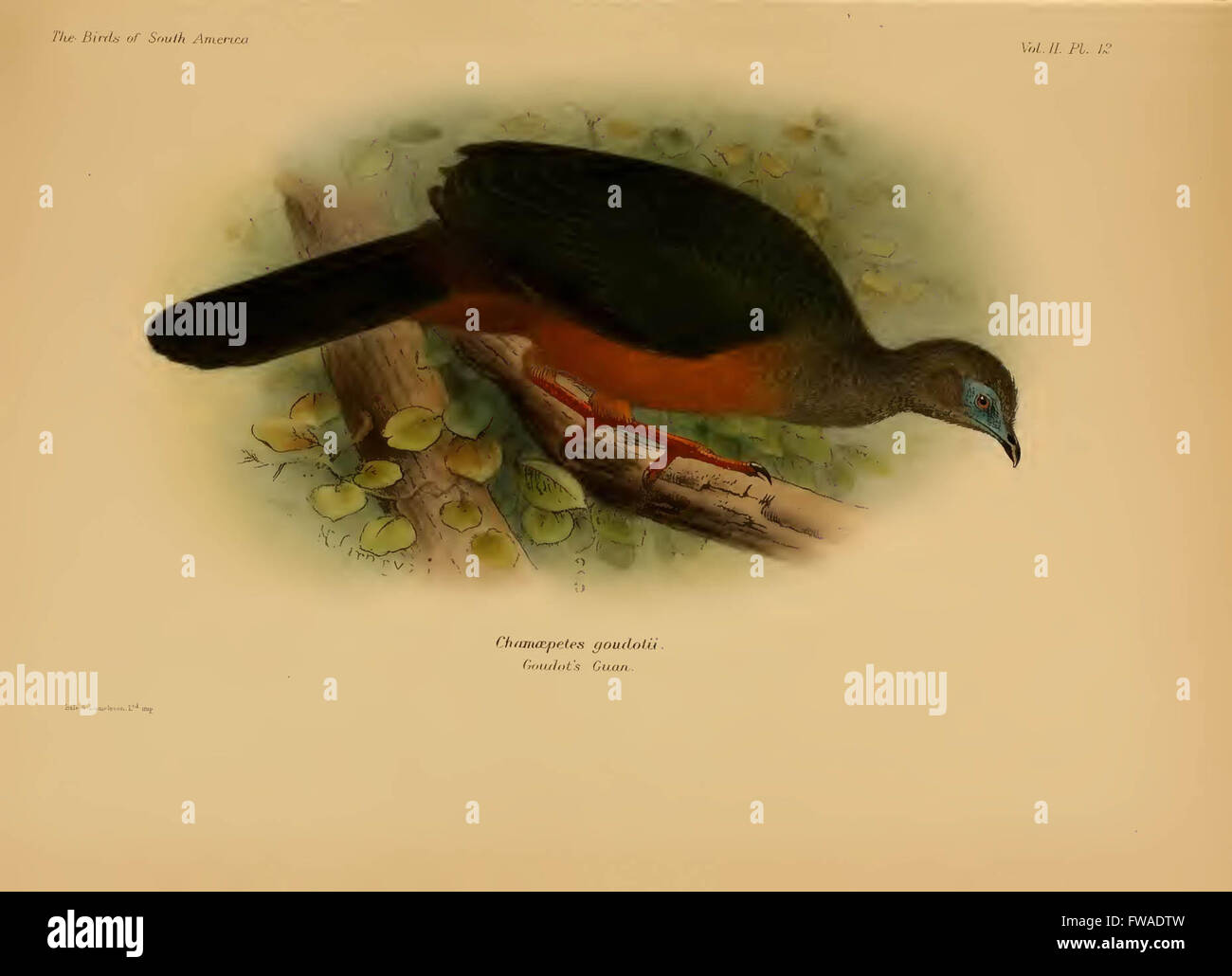 The birds of South America Stock Photo - Alamy