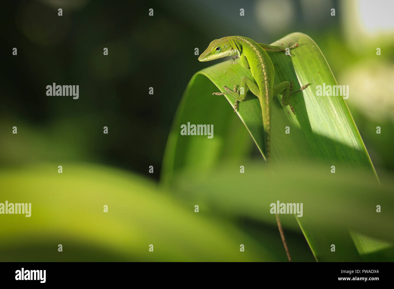 Green sun wildlife nature hi-res stock photography and images - Alamy