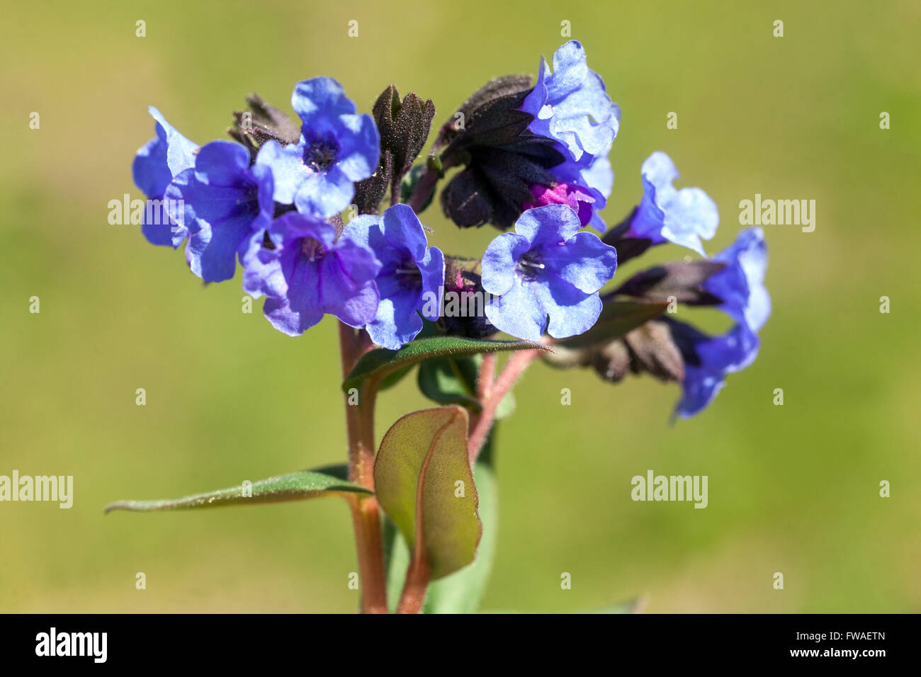 Blue Lungwort, Pulmonaria mollis Stock Photo