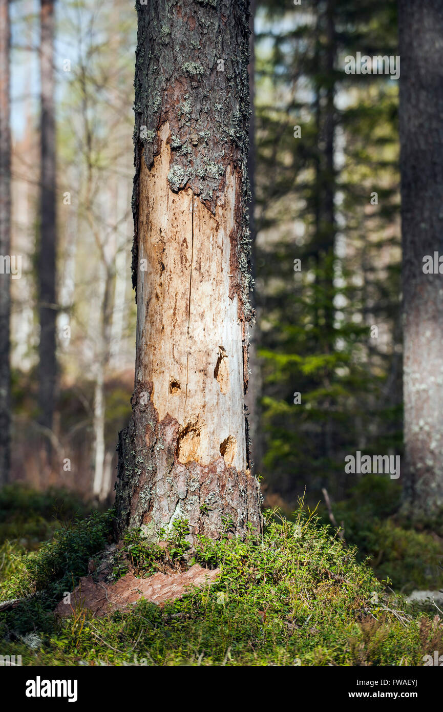 Dead tree bark hires stock photography and images Alamy
