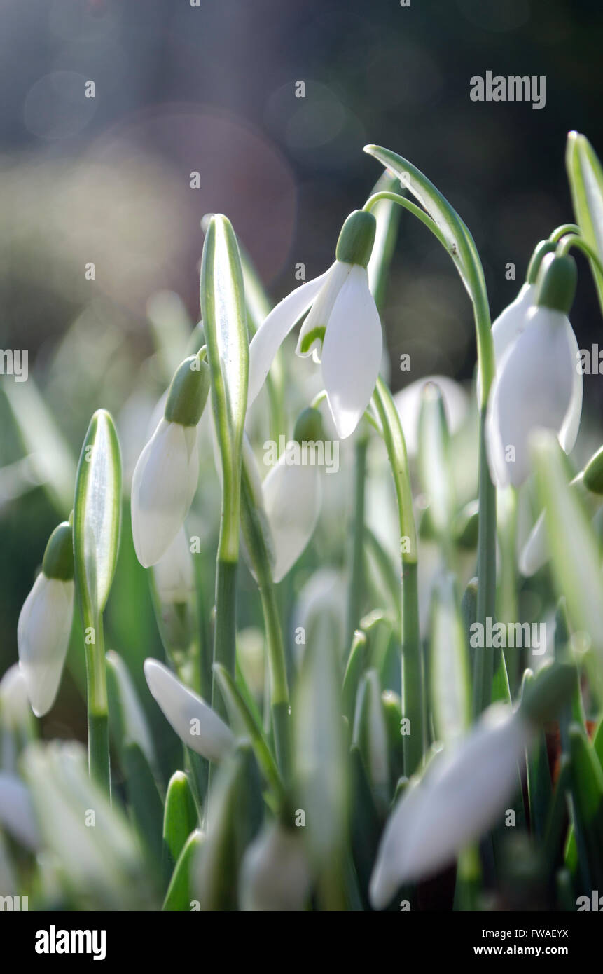 Snowdrops in Spring Sunshine Stock Photo