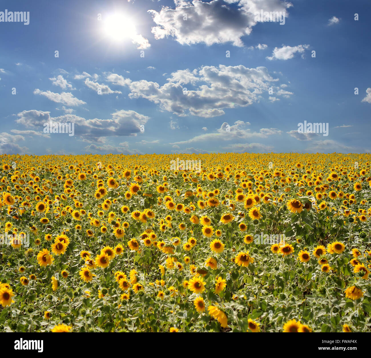 Field with sunflowers and the blue sky Stock Photo - Alamy