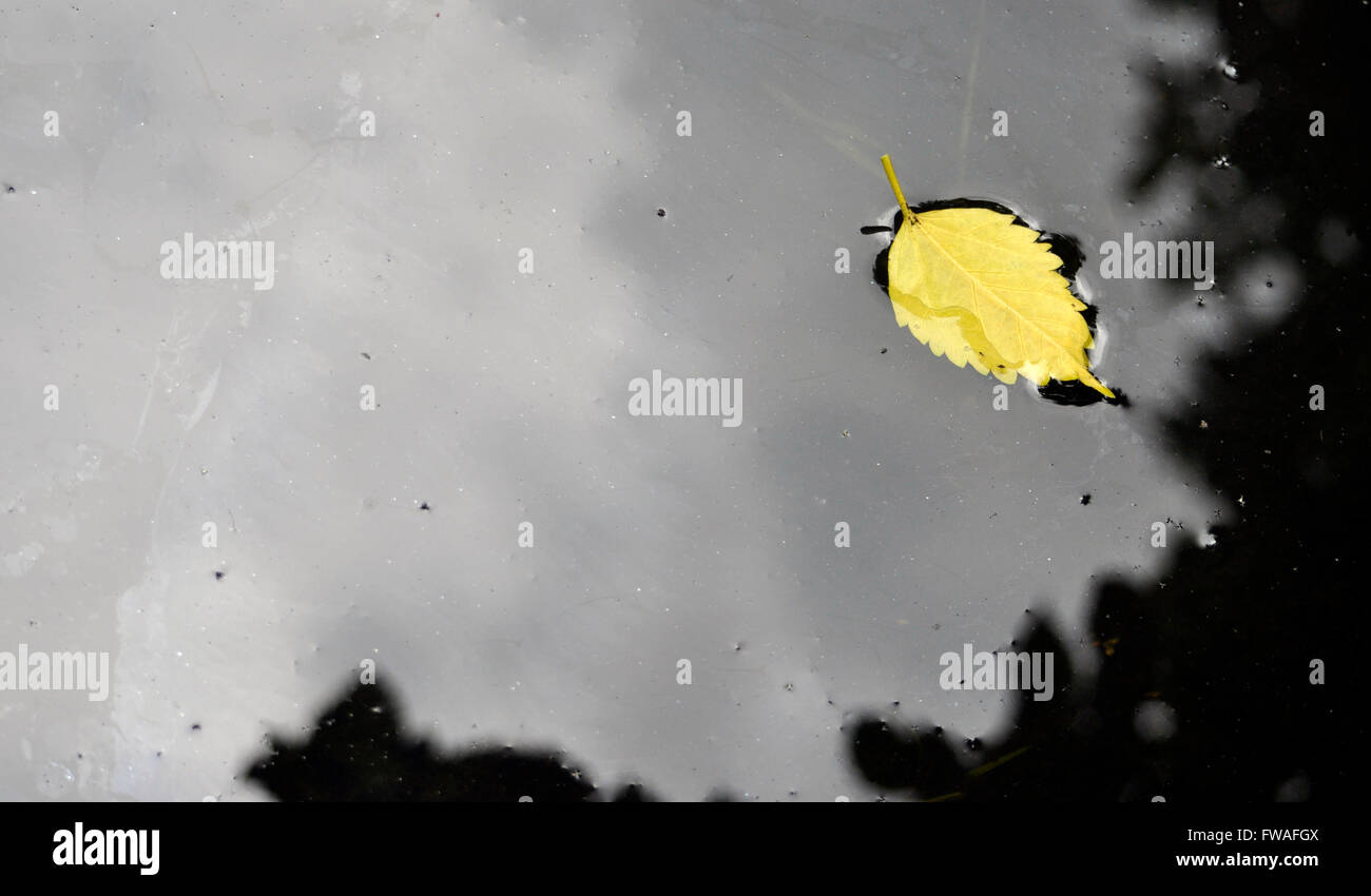 a yellow leaf floating on water for Background Stock Photo - Alamy