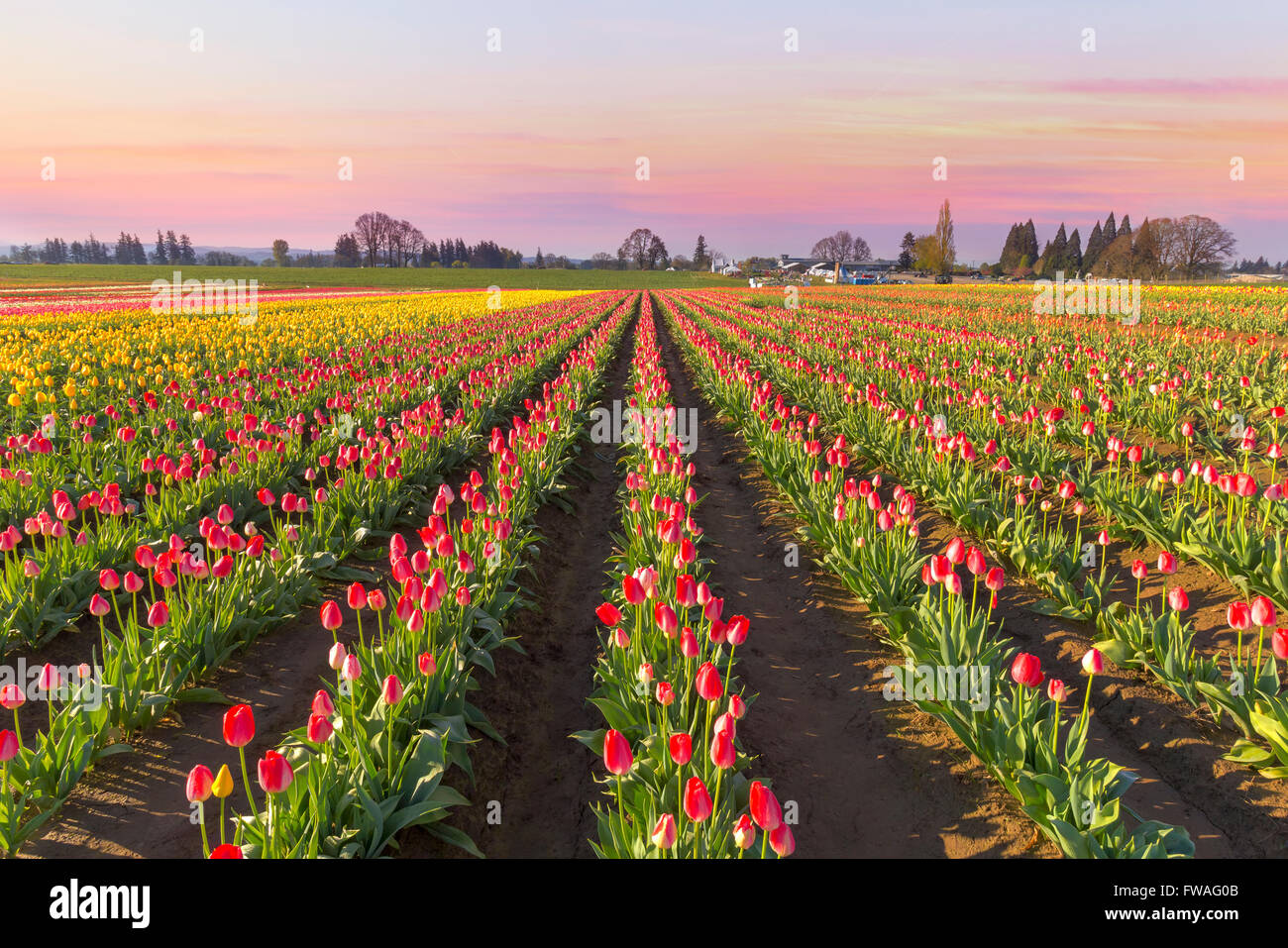 Tulip Field in Bloom at Sunrise during Springtime festival in Woodburn Oregon Stock Photo