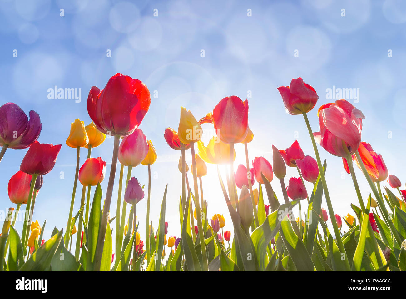 Colorful Tulip Flowers in the field under the morning sun with sun flare and blue sky with bokeh lights Stock Photo