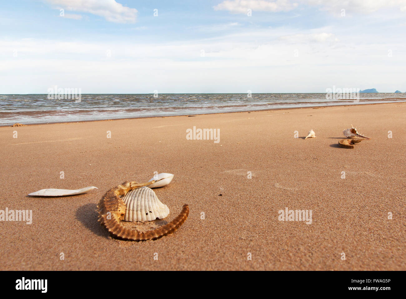 Cuttlefish bone and sea horse and shell on sand in nature Stock Photo