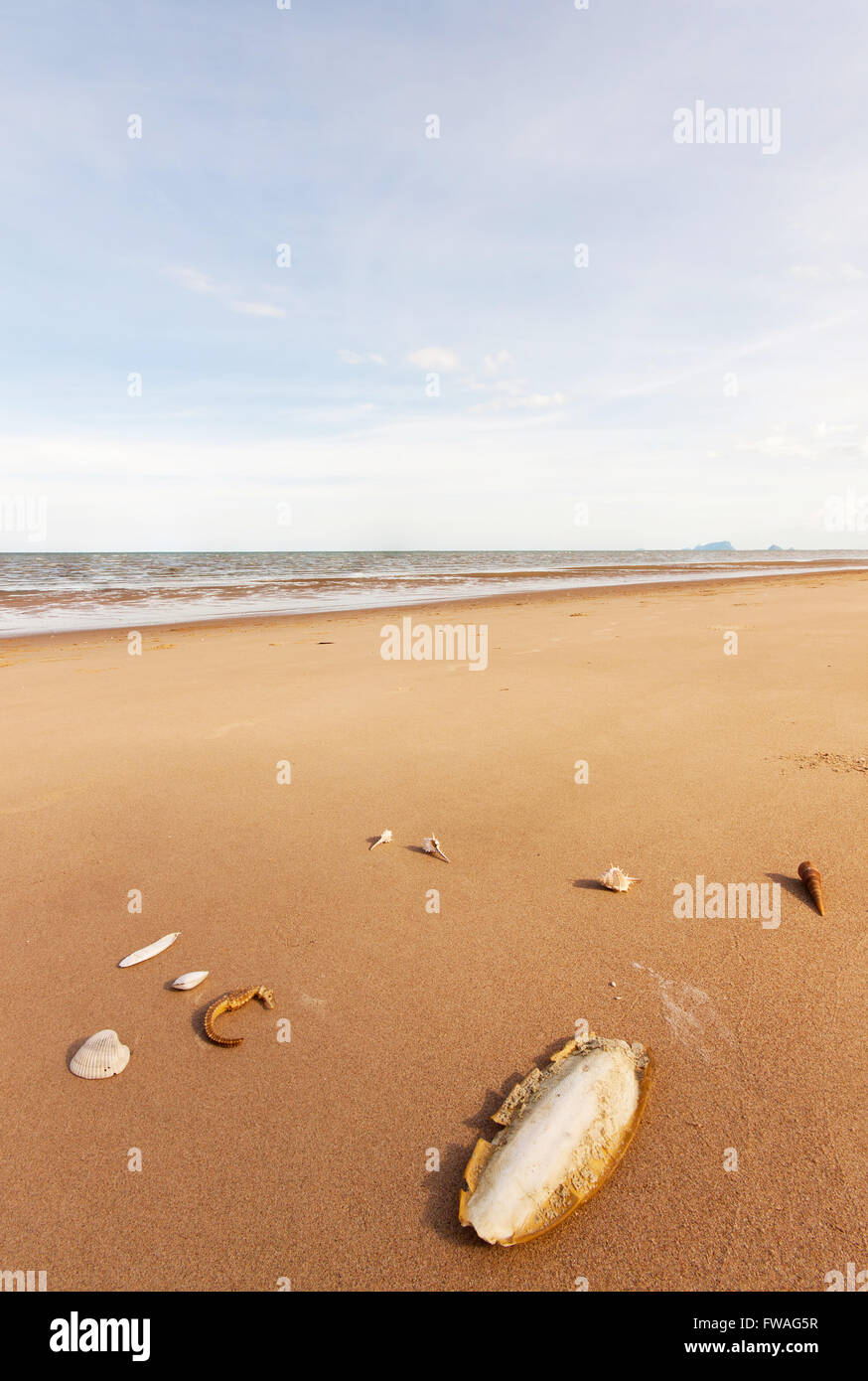 Cuttlefish bone and sea horse and shell on sand in nature Stock Photo