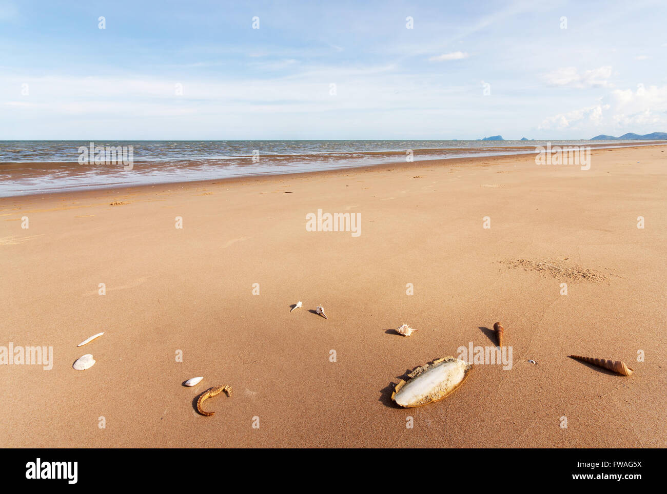 Cuttlefish bone and shell on sand in nature Stock Photo