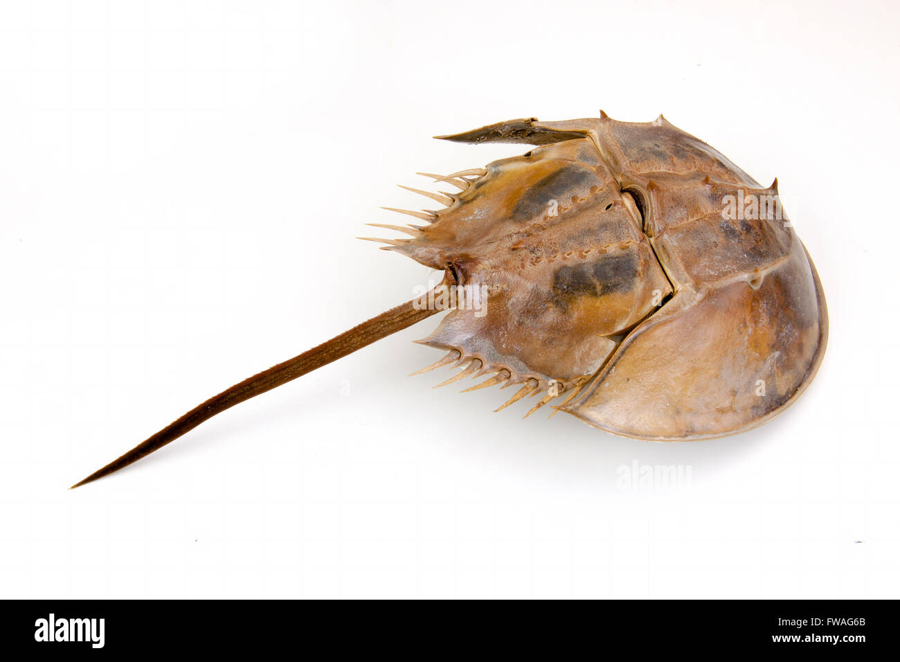 a large marine arthropod with a domed horseshoe-shaped shell, a long tail-spine, and ten legs. on isolated white background. Stock Photo