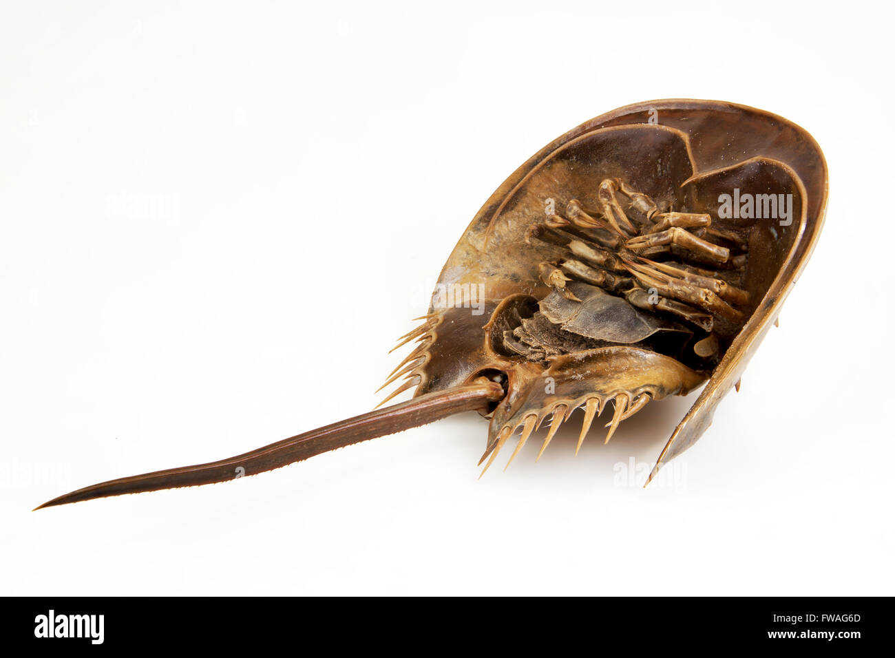 a large marine arthropod with a domed horseshoe-shaped shell, a long tail-spine, and ten legs. on isolated Objects With Clipping Stock Photo