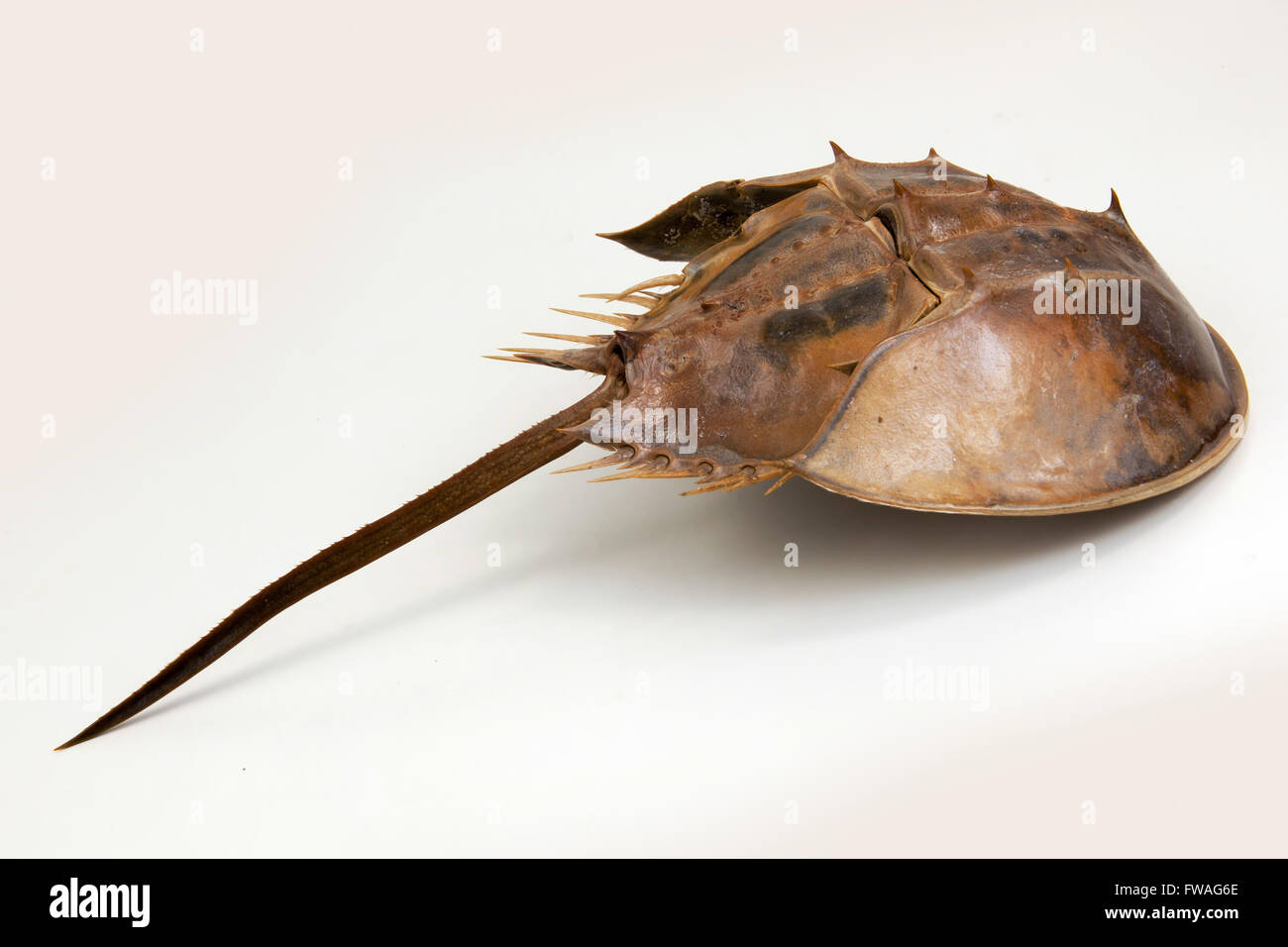 a large marine arthropod with a domed horseshoe-shaped shell, a long tail-spine, and ten legs. on isolated. Stock Photo