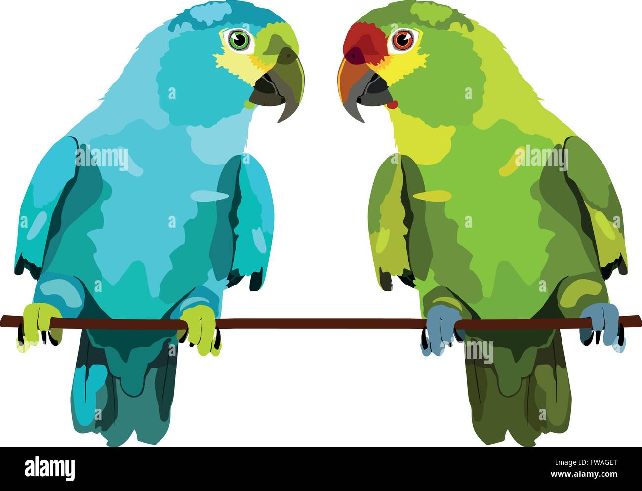 illustration of two parrots on white background. Two vector budgies Stock Vector
