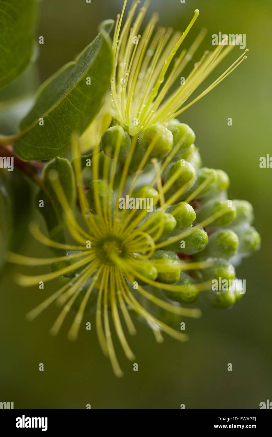Ohia Mamo blossom close-up Stock Photo