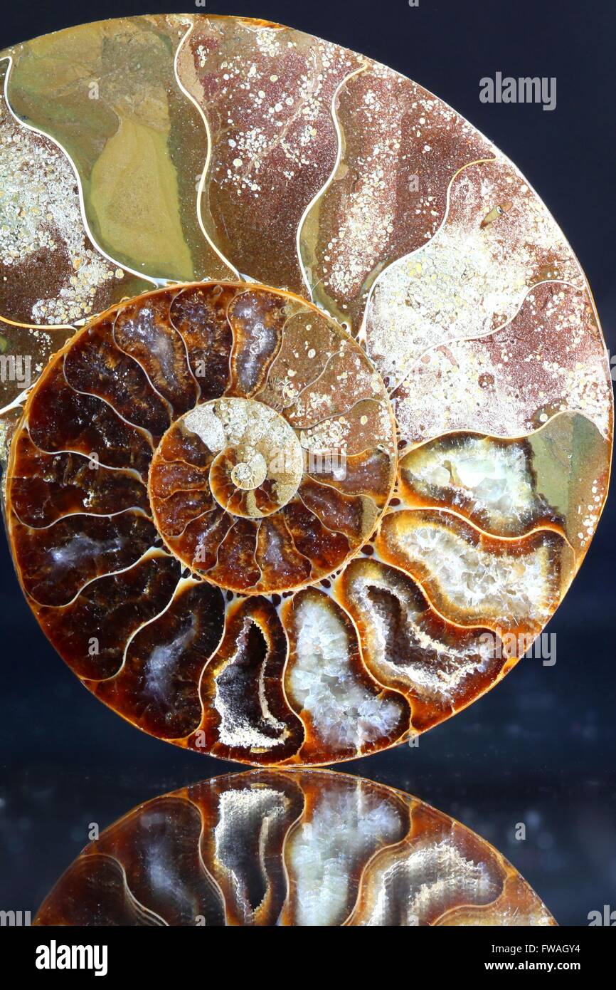 This is prehistoric fossilized mollusk called ammonite, an extinct marine animal. Stock Photo