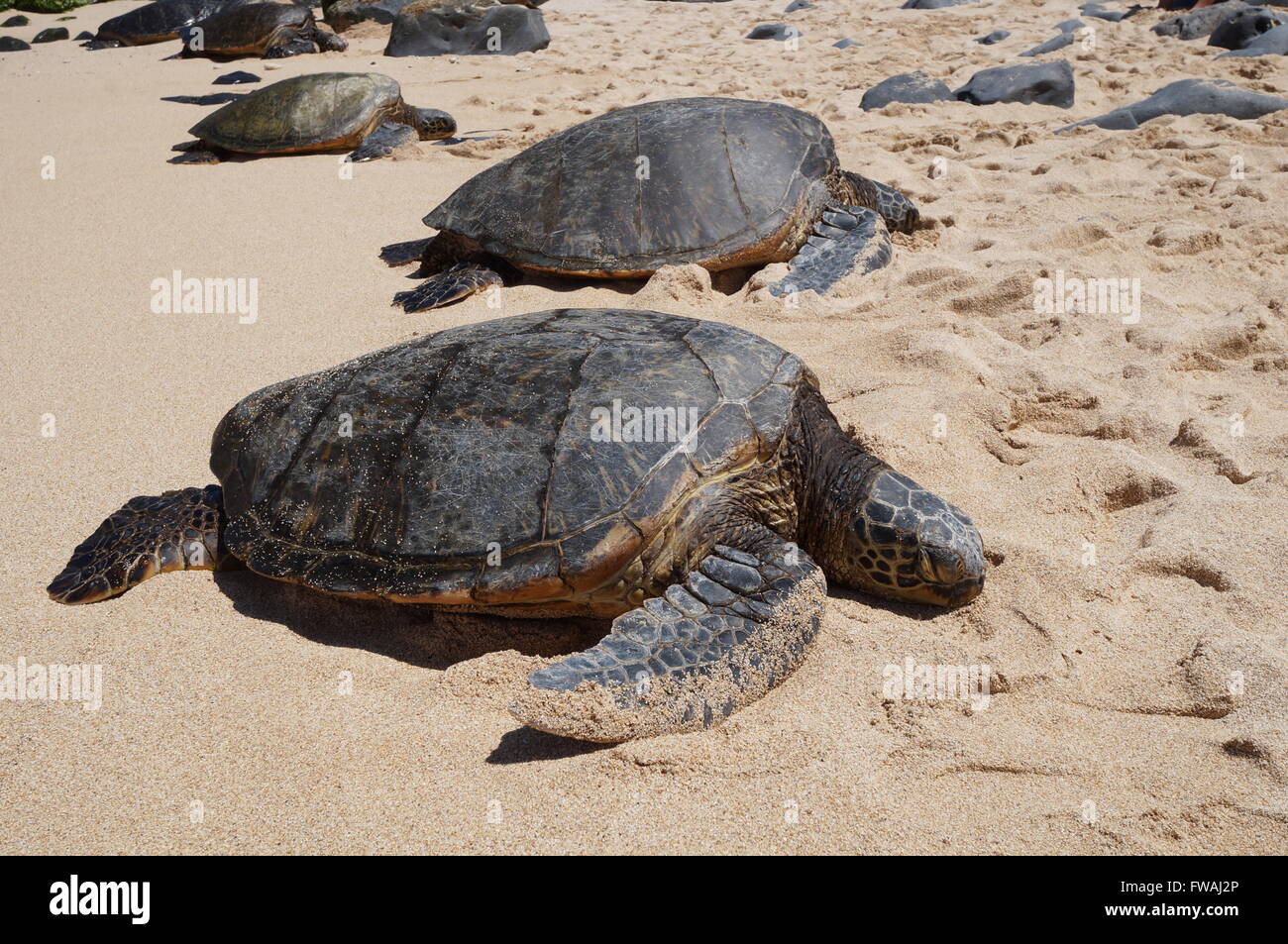 Wild Honu giant Hawaiian green sea turtles at Hookipa Beach Park, Maui ...