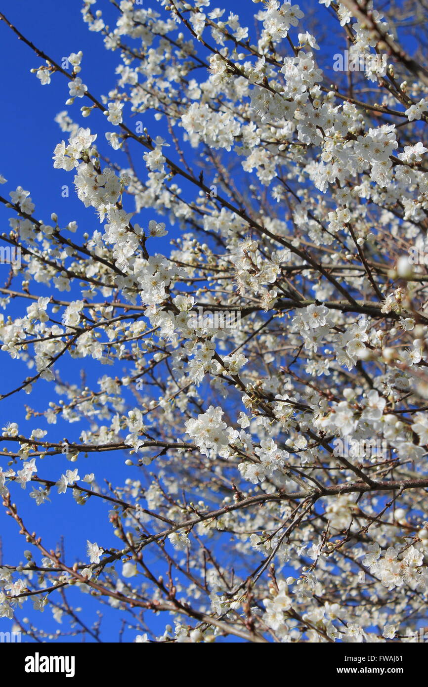 Blackthorn blossom against a deep blue sky Stock Photo