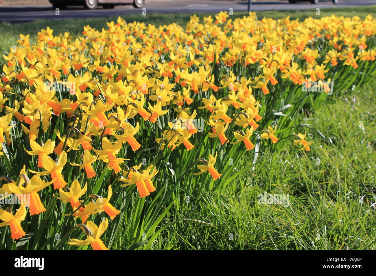 Daffodils: a bright yellow daffodil welcome to spring Stock Photo