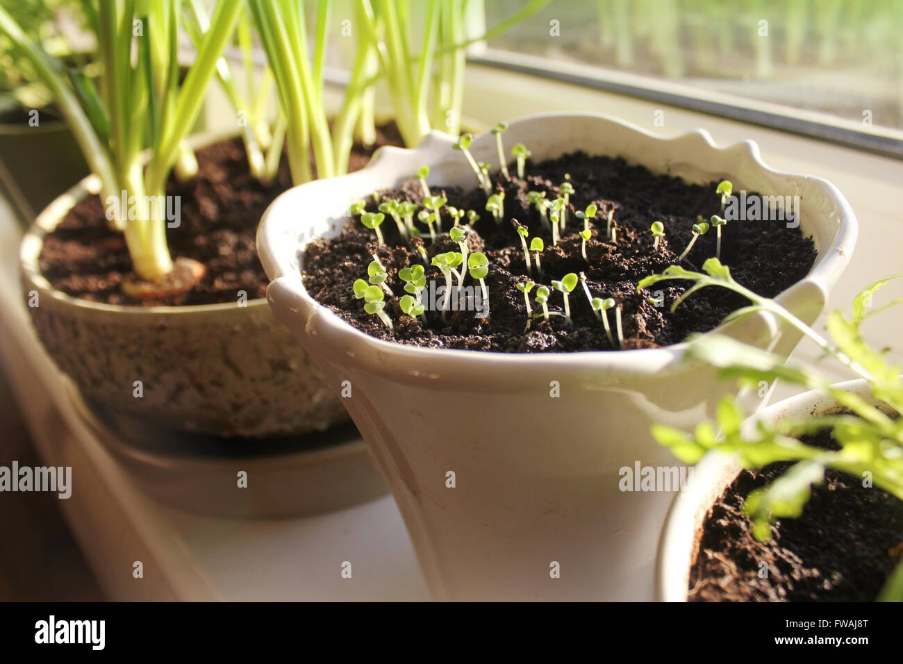 Young seedling growing in pot on windowsill (indoor Stock Photo - Alamy