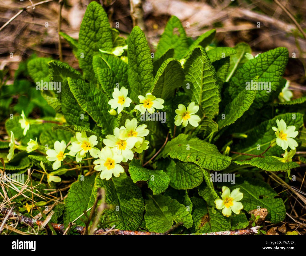 Cluster of wild primroses in woodland, Boxley, Kent Stock Photo