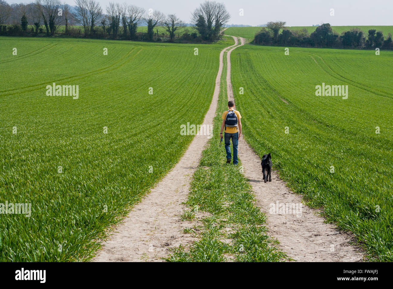 Man and dog walking away along a double farm track across green arable field, Boxley, Kent Stock Photo