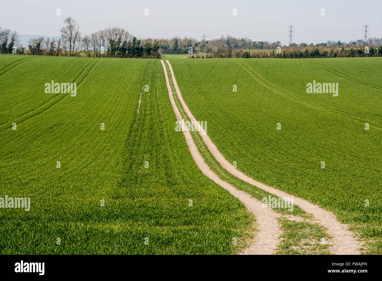 Double track leading into the distance across green sown arable fields Stock Photo