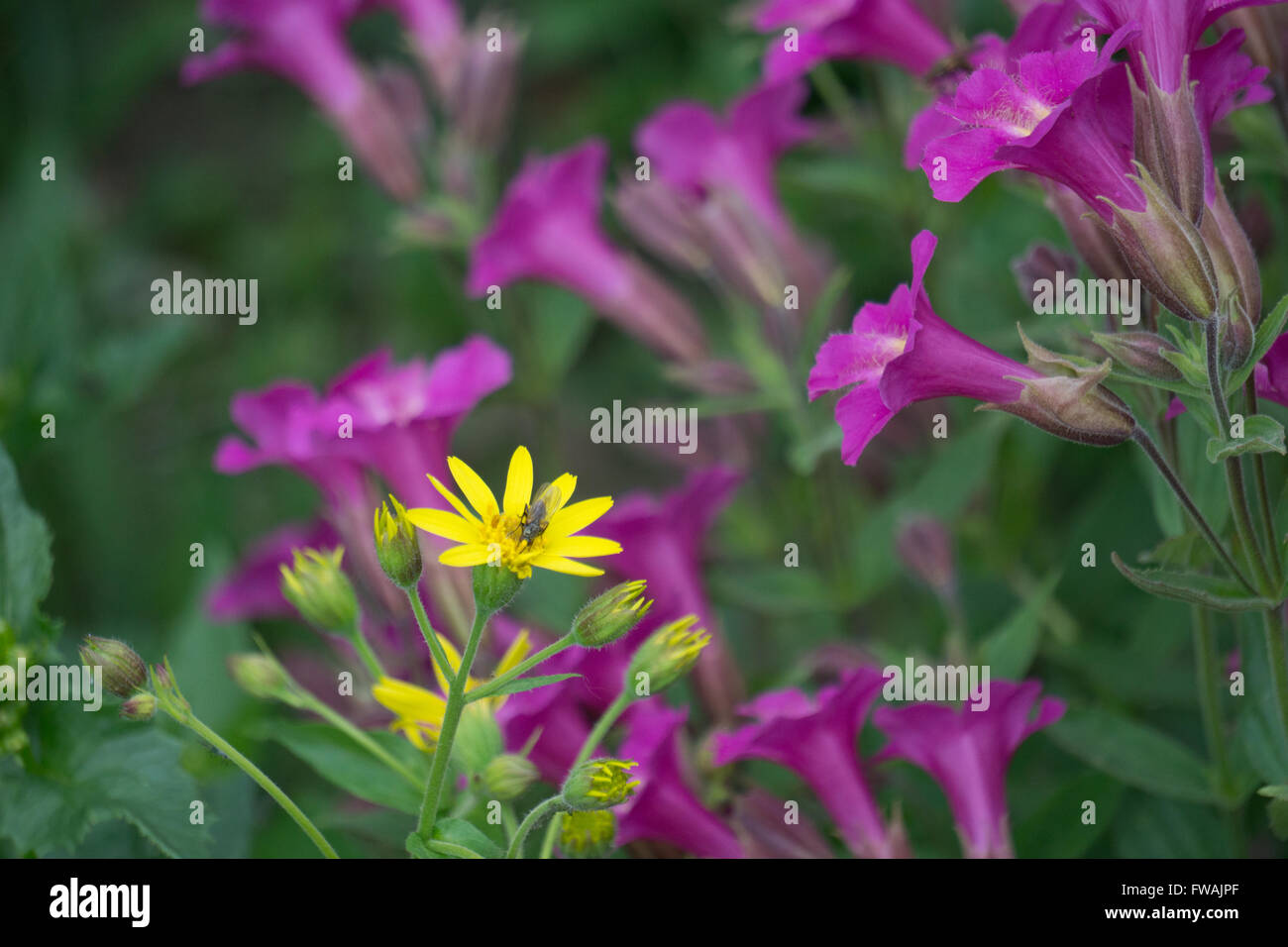 Flowers from Glacier National Park, Montana Stock Photo - Alamy