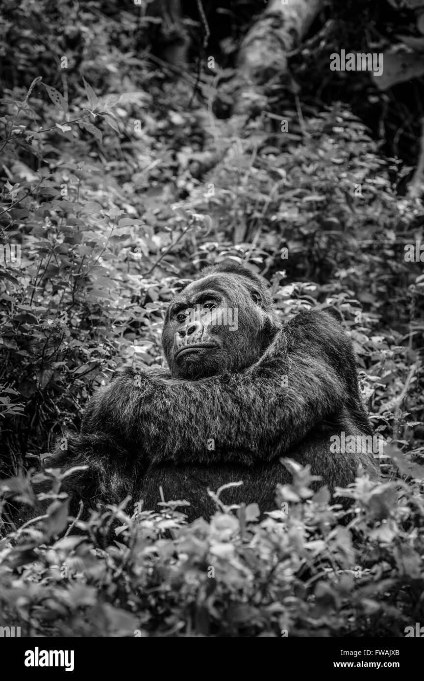 Mountain Gorilla Stock Photo