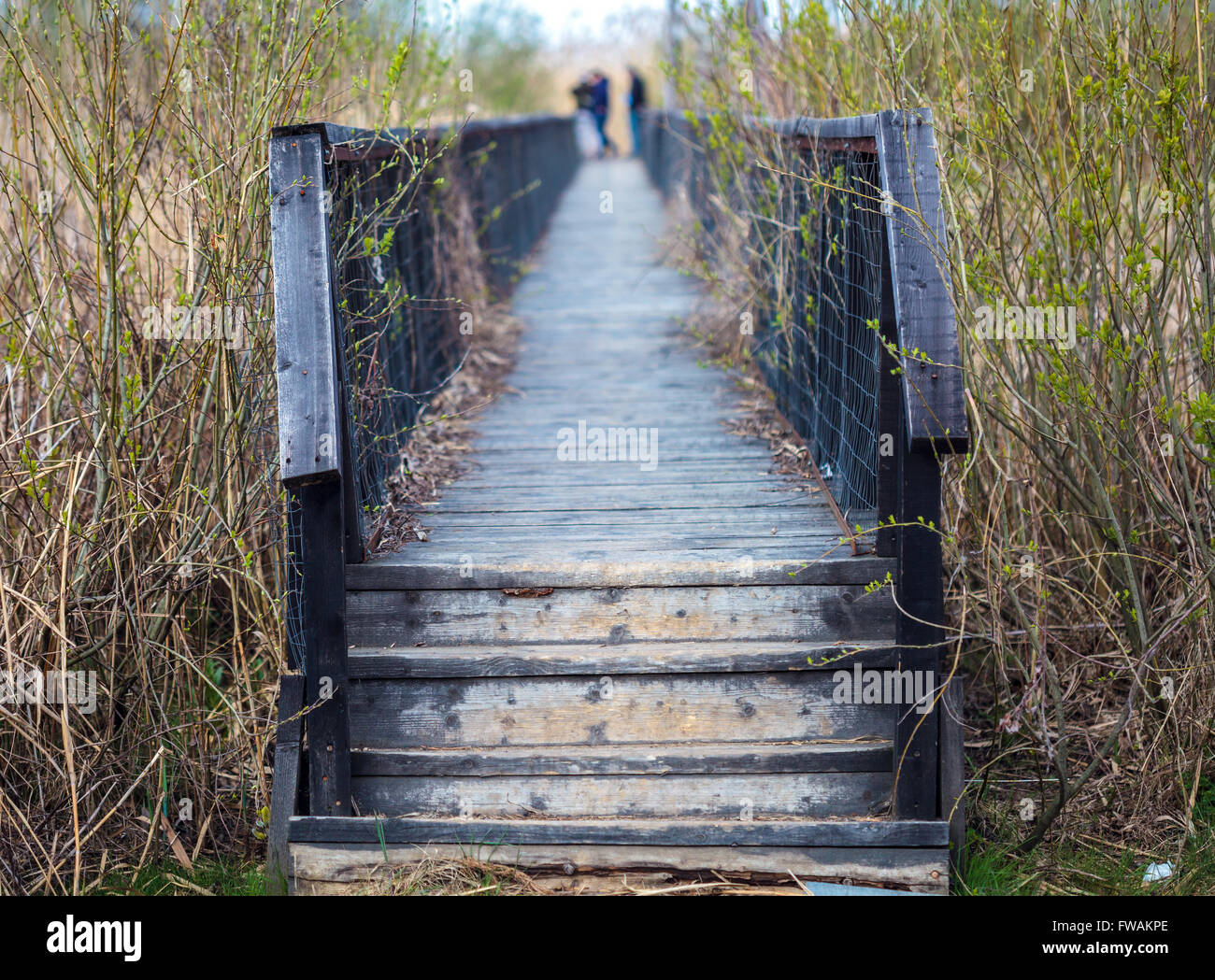 Bridge Reed Green Wooden pier surrounded reed hi-res stock photography and images - Alamy