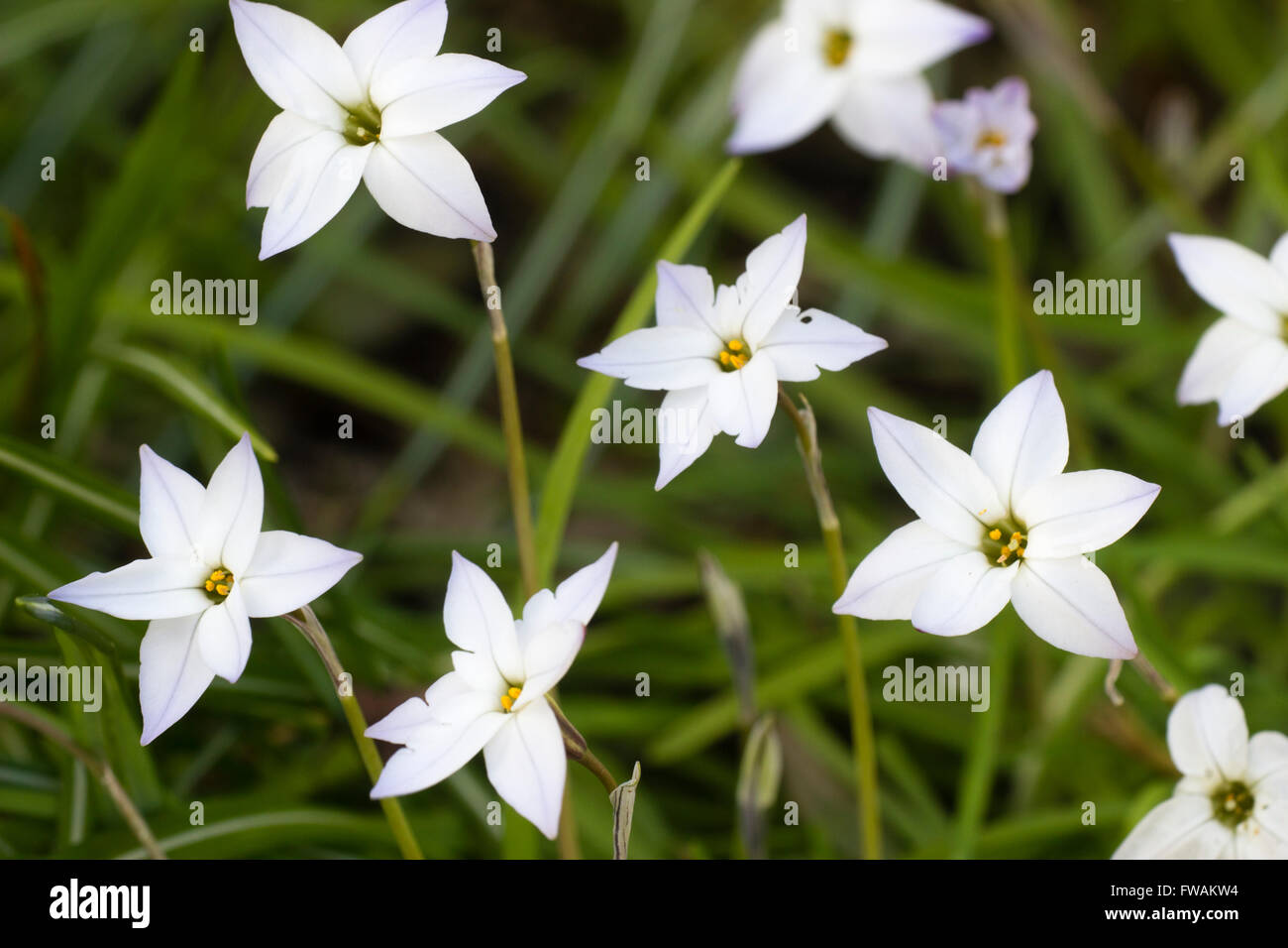 Blue tinged white flowers of the scented spring bulb, Ipheion uniflorum Stock Photo