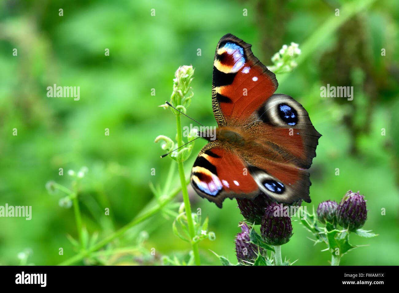 Peacock butterfly (Aglais io) on creeping thistle. A familiar and colourful butterfly in the family Nymphalidae Stock Photo