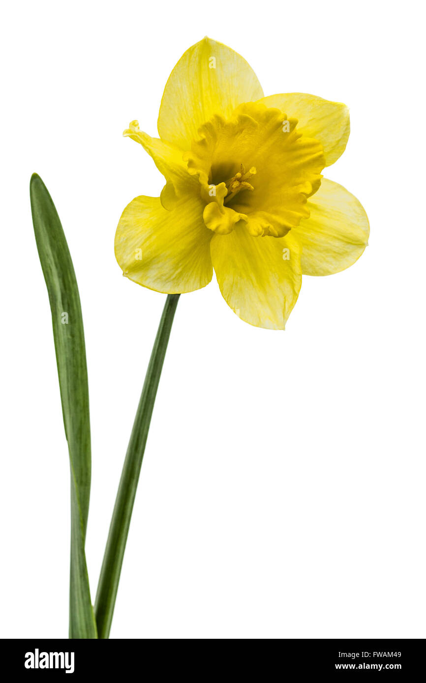 Flower of yellow Daffodil (narcissus), isolated on white background Stock Photo